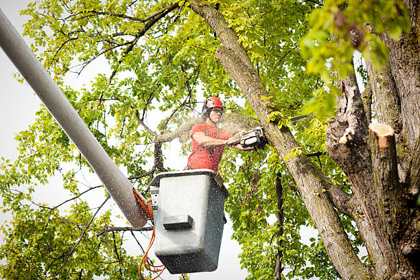 How Our Tree Care Process Works  in  Natchitoches, LA